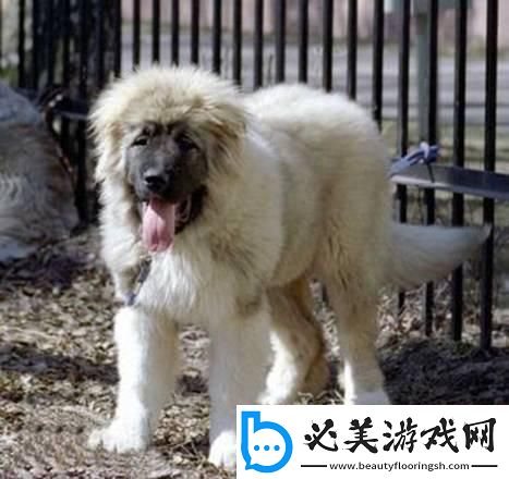 高加索犬杰曼血系：热议背后的诡异狂潮！