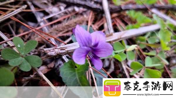 野花社区在线视频无码-探索野花社区：精彩在线视频尽在掌握！！