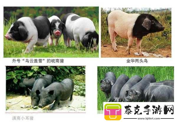 999猪和人类dna-1.-从999猪到人类：探索基因的奥秘与未来！