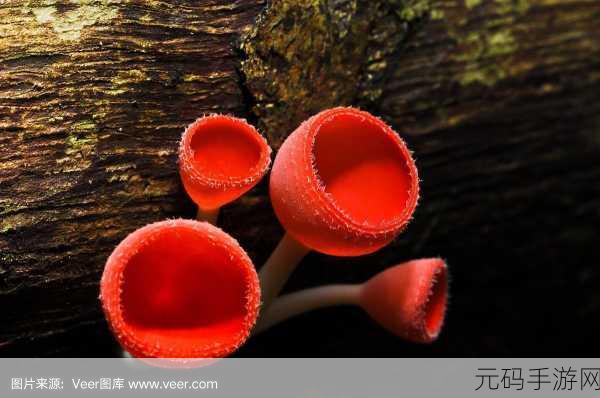 蘑菇视频红色logo纯黑色背景-1. "探索蘑菇视频:黑暗中的红色魅力