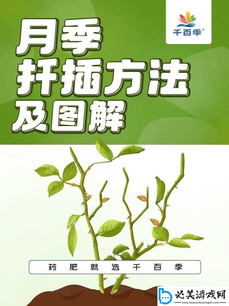 扦插过程视频：详细步骤与注意要点！