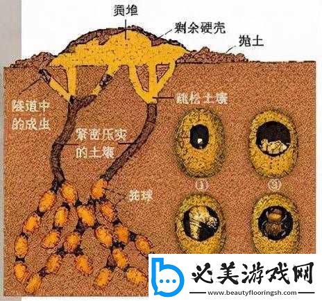 屎壳郎：以动物粪便为食-推动了生态系统的物质循环！