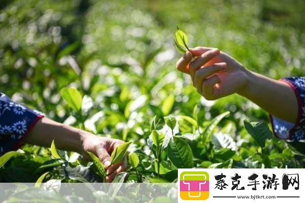 院线产品日本一线品牌-1.-日本一线院线产品：品质与艺术的完美结合！