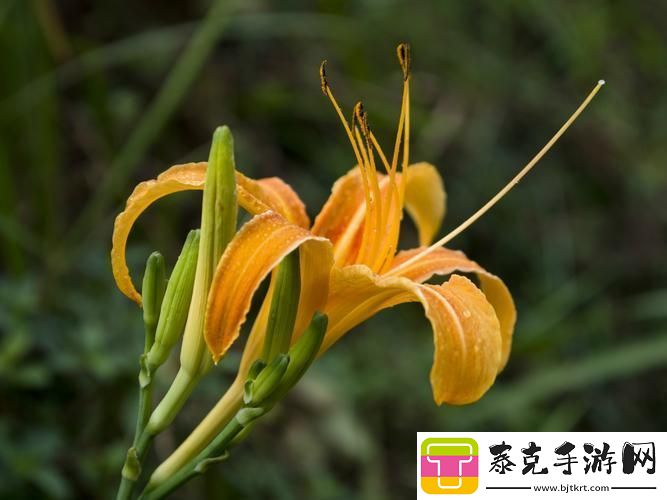 “仙踪林”探秘：忘忧花VS忘忧草科技界的“奇葩”对决！！