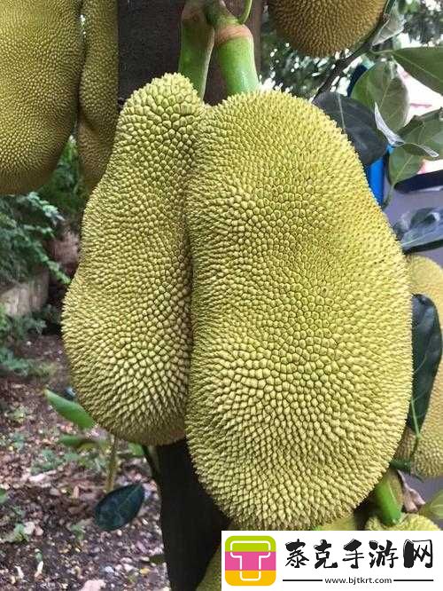 亚精产品一三三三菠萝蜜：口感浓郁的热带美味！